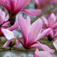 Magnolia soulangeana "Galaxy" - magnólia Soulangova